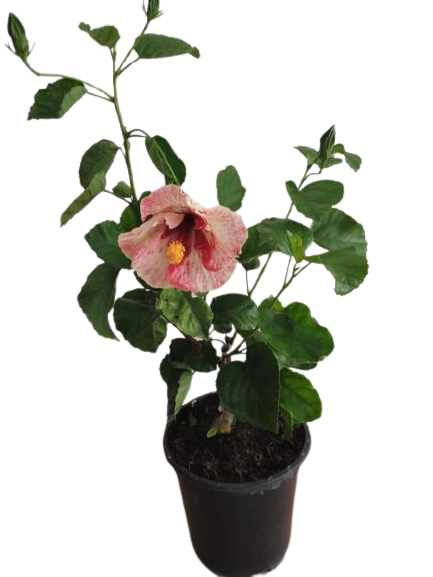 Hibiscus