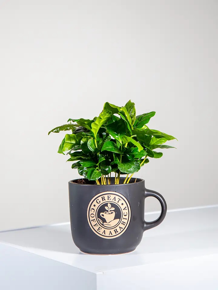 Coffee plant