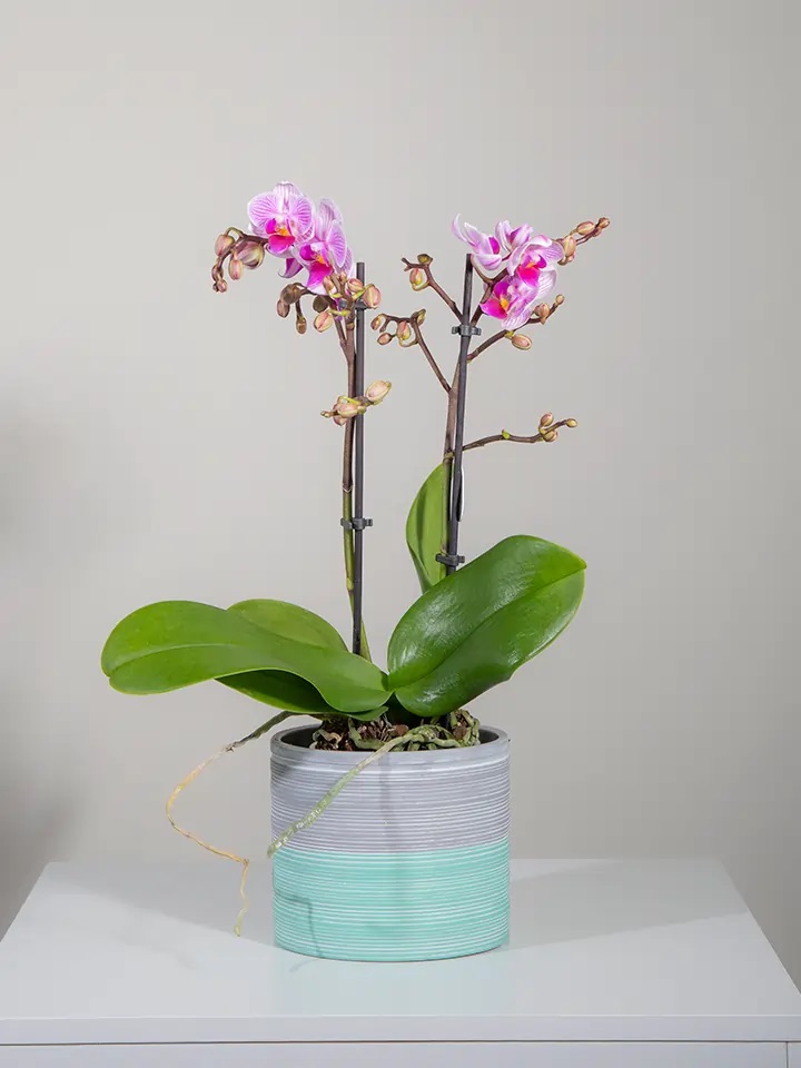 Mini Phalenopsis orchid plant