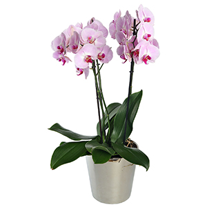 Pink Phalenopsis Plant