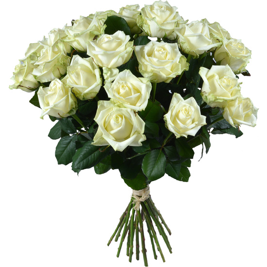 Bouquet of 12 white roses