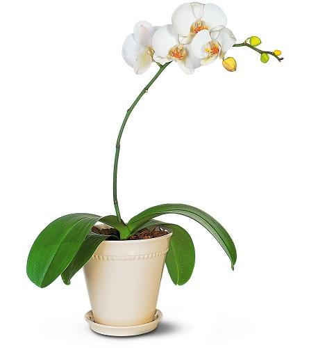 White Glamour Orchid