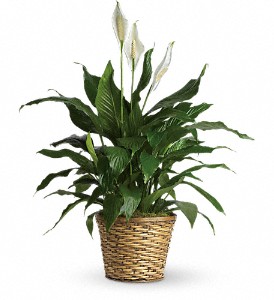 Simply Elegant Spthiphyllum-Medium