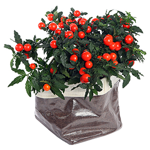Solanum Plant