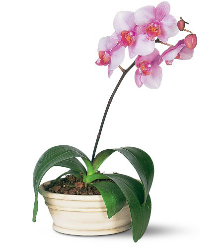 ORCHID PHALAENOPSIS IN POT