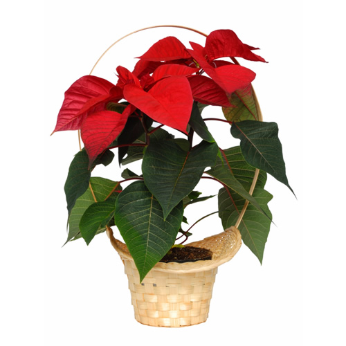 Wrapped Poinsettia