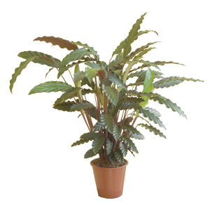 Calathea Plant