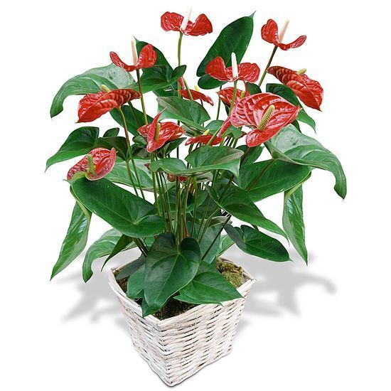 Anthurium 