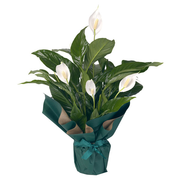 Green Plant Peace Lily