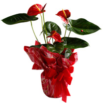 Anthurium