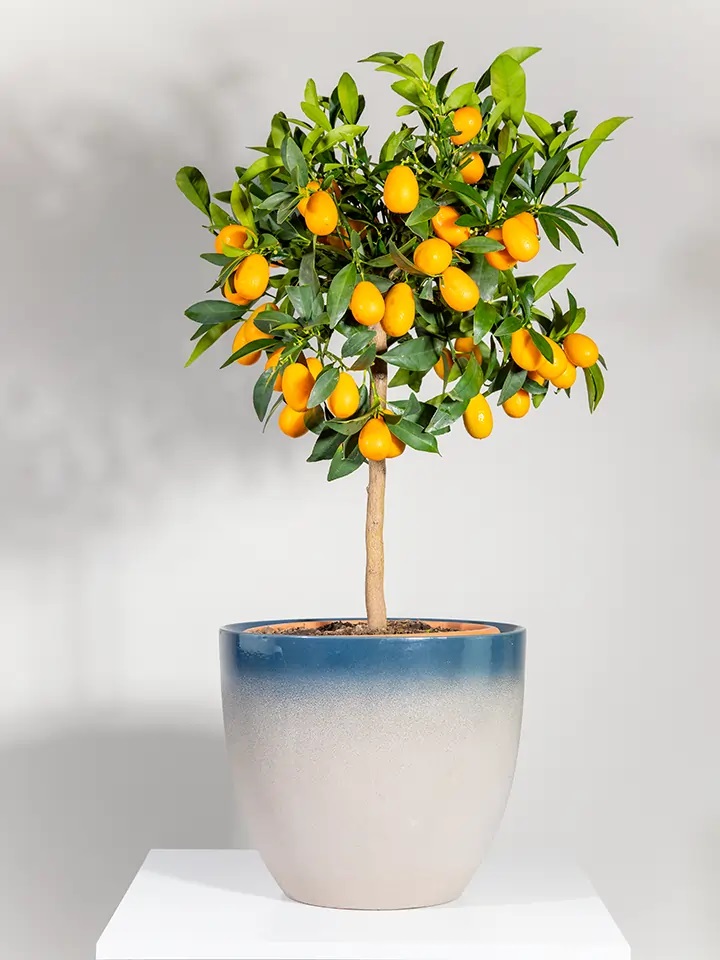 Kumquat plant