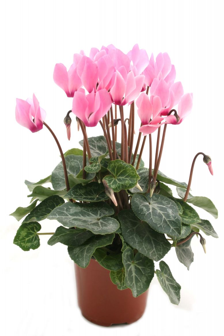 Cyclamen