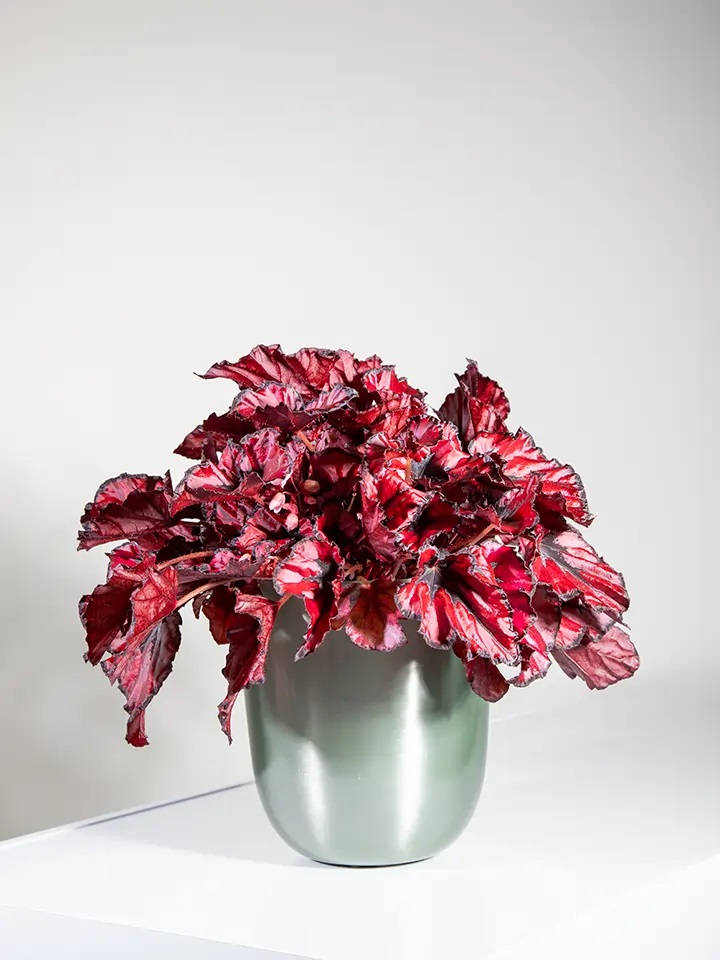 Begonia plant