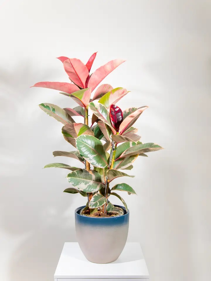 Ficus Robusta Plant