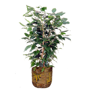 Ficus Benjamin Plant
