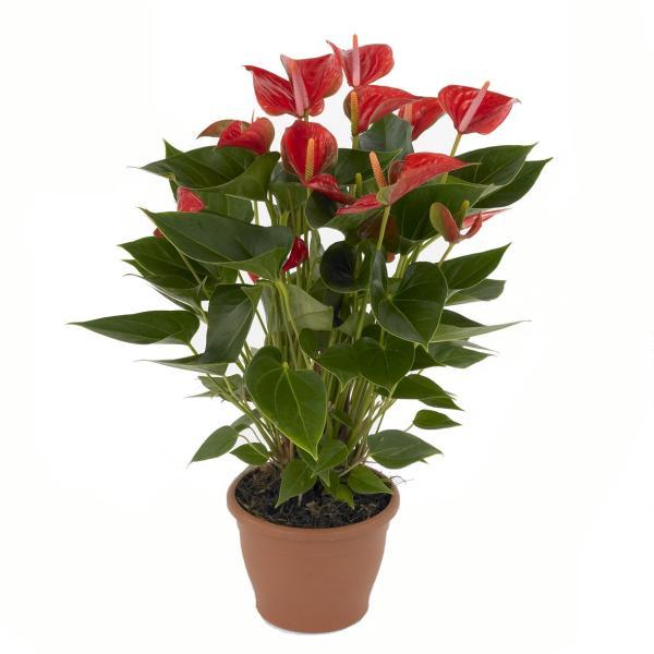 Anthurium