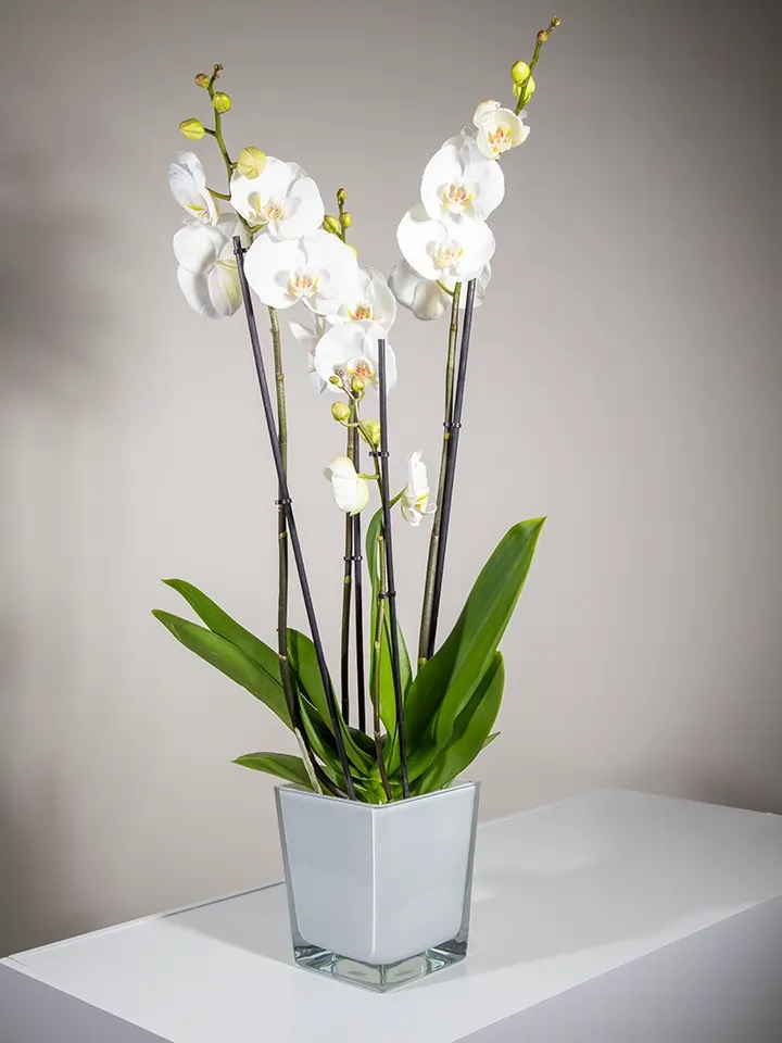 White Orchid Plant