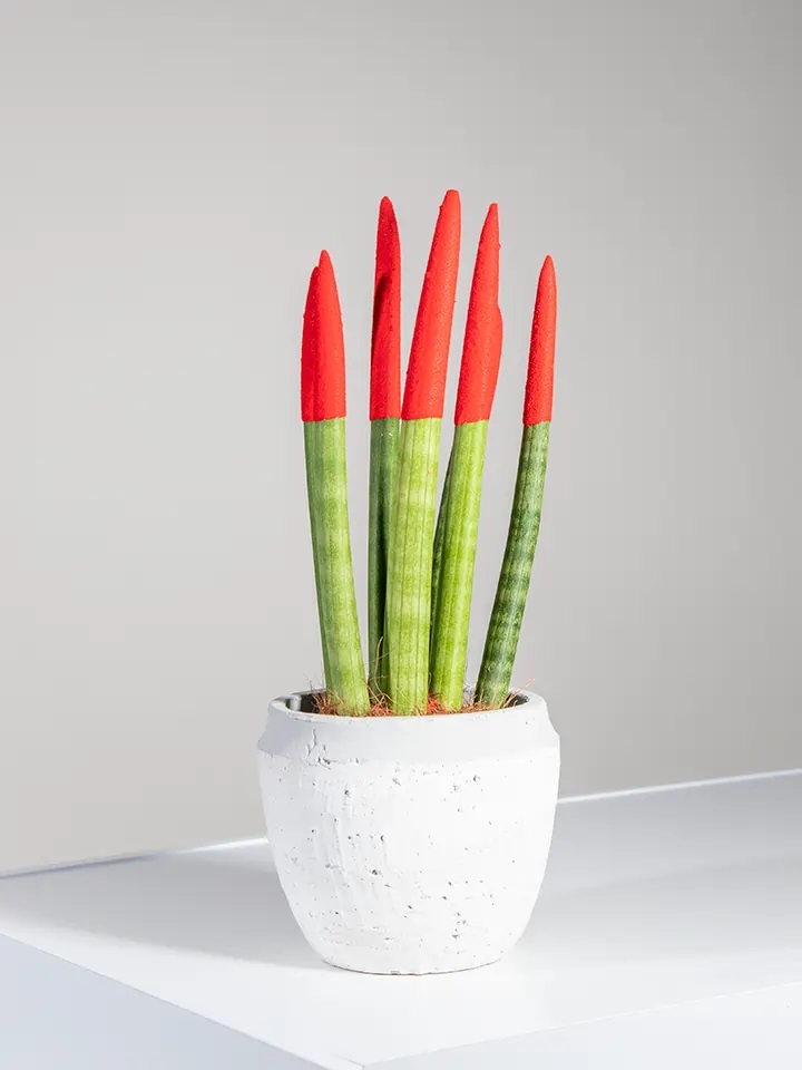 Red Velvet Sanseveria plant