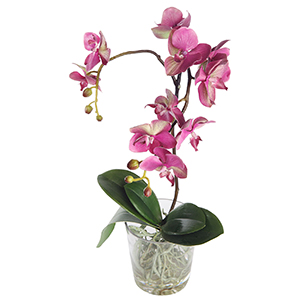 Fuxia Phalenopsis Plant