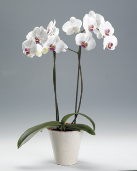 ORCHID PHALAENOPSIS IN POT