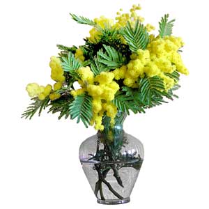 Mimosa in a Vase