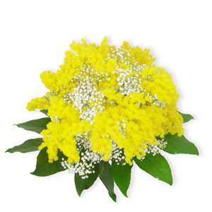 Bouquet of Mimosa