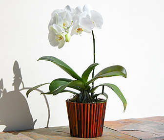 Orchid Phalaenopsis in pot - SUCCESS!