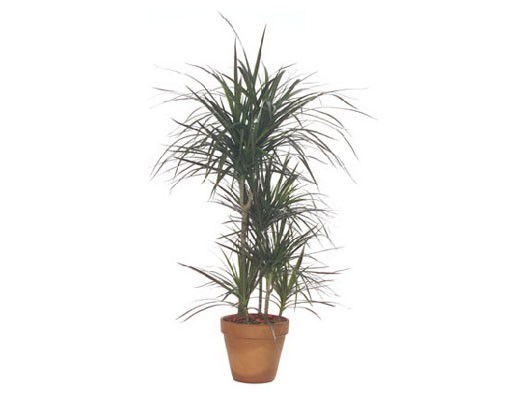 Dracaena