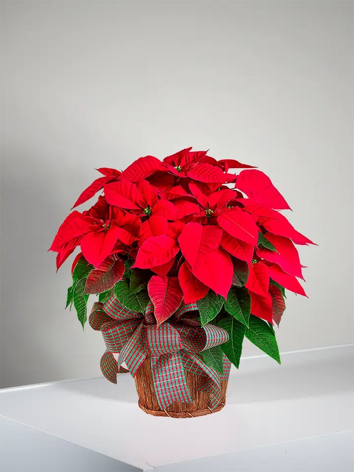 Poinsettia Plant