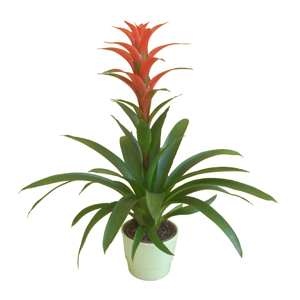 Red Guzmania Plant