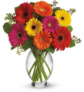 Gerbera Brights