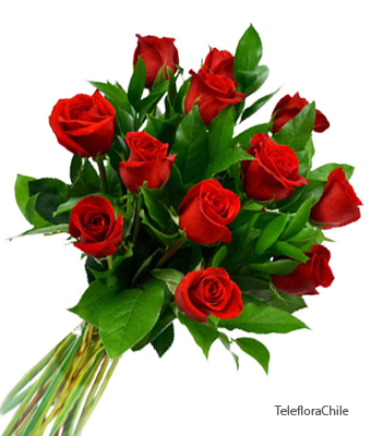 12 Red roses bouquet(Only in Santiago)