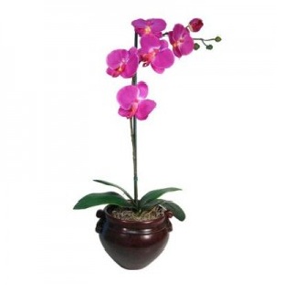 Phalaenopsis Orchid Plant