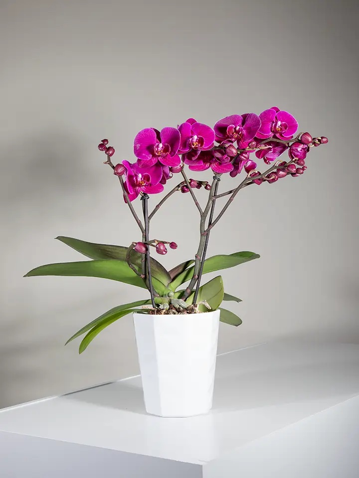 Hot pink Phalenopsis Plant