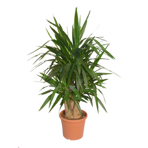 Yucca Plant