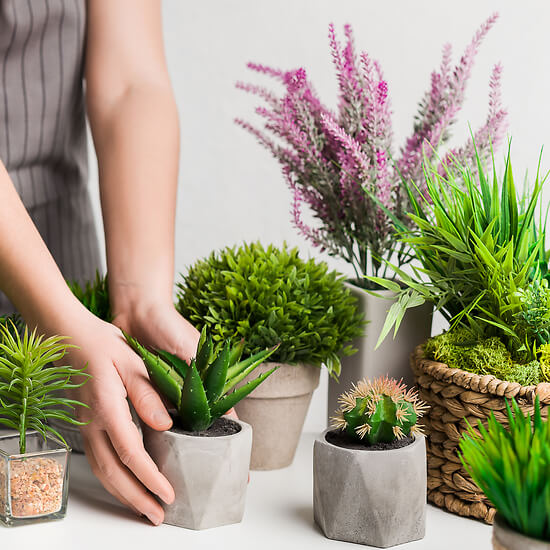 Assortment of succulents and cacti