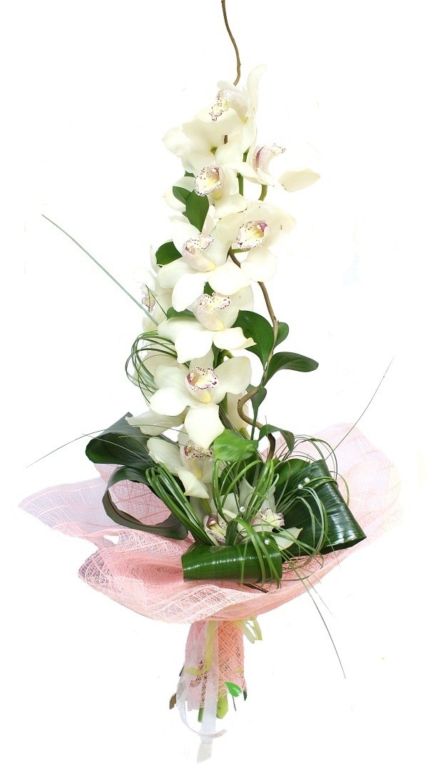 Big Cymbidium Orchid