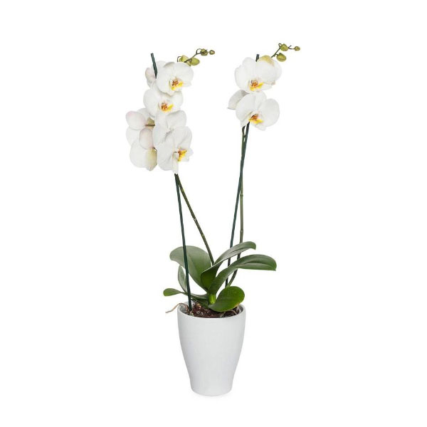 White Phalaenopsis Orchid