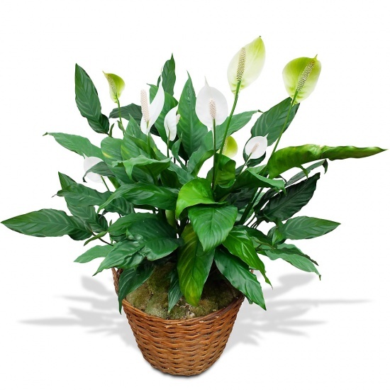 Spathiphyllum