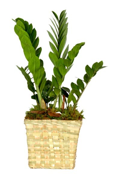 Green Plant  