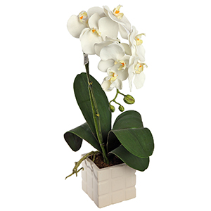 White Orchid Plant