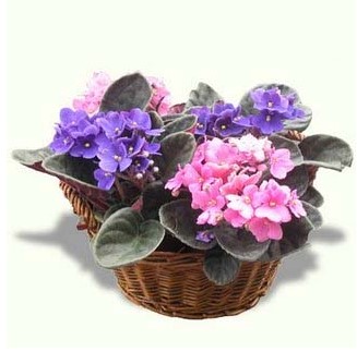 Arrangement of Flowers with Violets and basket