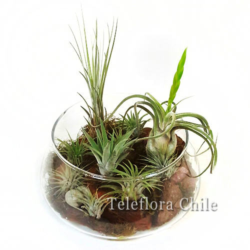 Arrangement of tillandsias