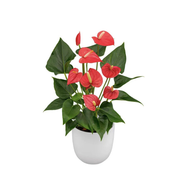 Red Anthurium Plant