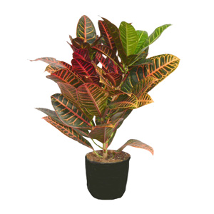 Croton Plant