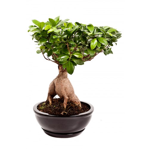 FIKUS GINSENG