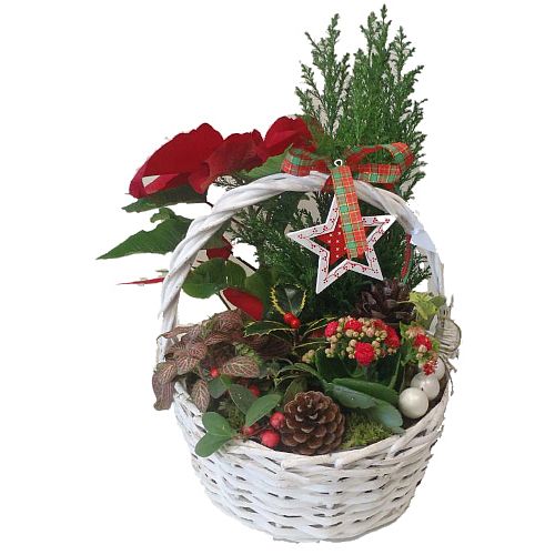 Christmas  Eve Arrangement