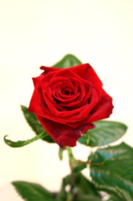 Single red rose