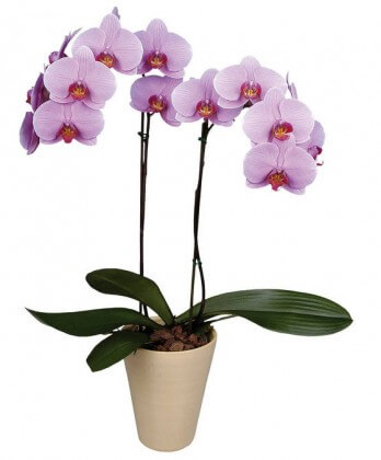 Pink double orchid