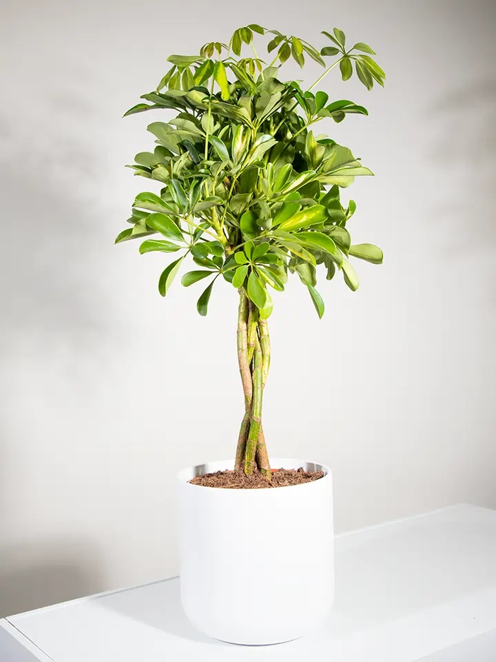 Schefflera plant